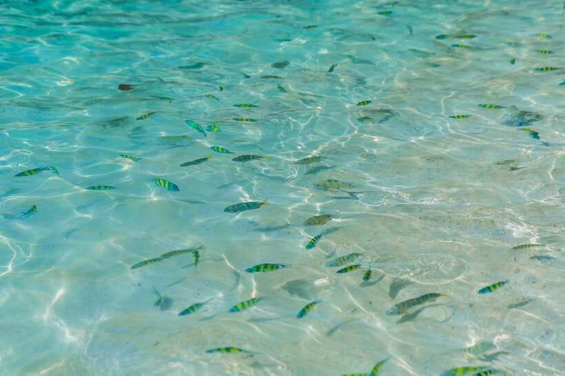 Phuket: 3 Khai Islands Relax & Snorkeling Half/Full Day Tour - How much value do you really get for $24?