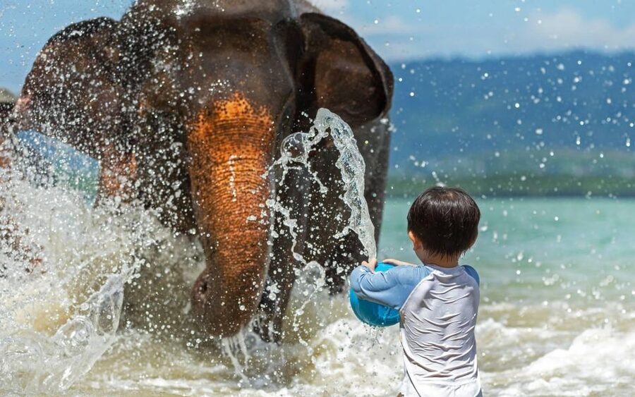 Phuket:Beach walk with elephants, rain & care. 2.5 hours - Group Size, Guide Quality, and Time With the Elephants