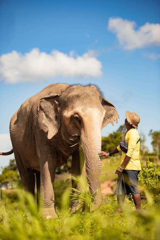 Phuket: Bukit Elephant Park Sanctuary Walk and Feed Tour - Key points at a glance