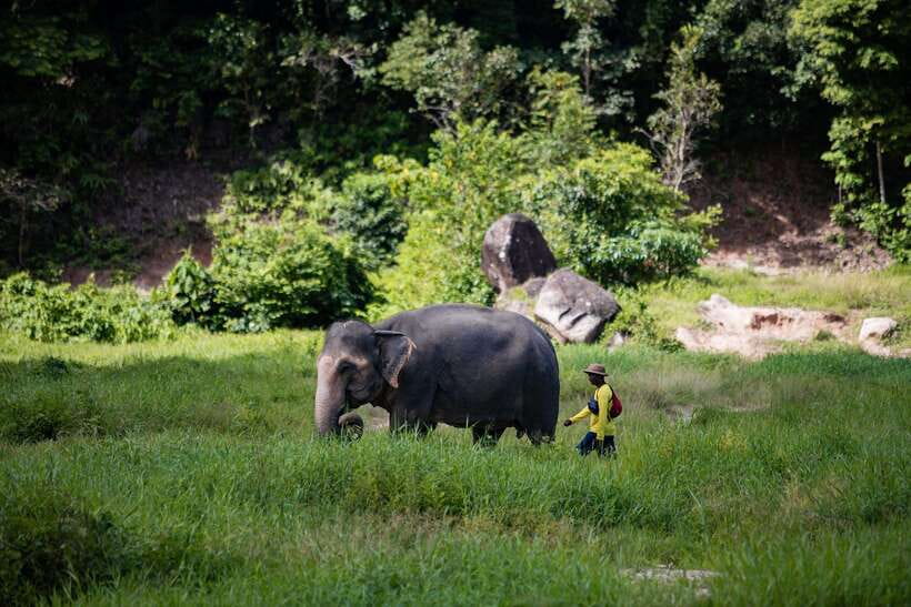 Phuket: Bukit Elephant Park Sanctuary Walk and Feed Tour - A welcome drink and a briefing on elephant care