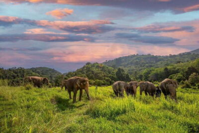 Bukit Elephant Park Sanctuary Walk and Feed Tour
