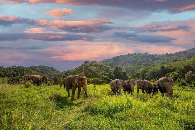 Phuket: Bukit Elephant Park Sanctuary Walk and Feed Tour - Arrival by shared van from Phuket hotels