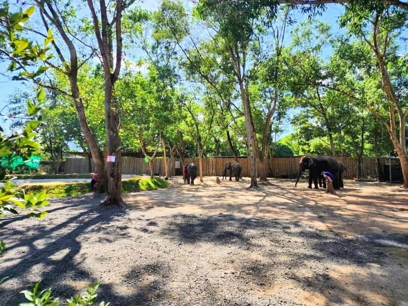 Phuket City Tour with Night Market Visit & Elephant Feeding - Is $64 good value?