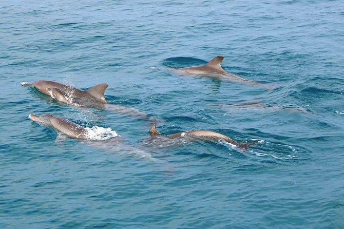 Phuket Dolphin Quest: Racha & Maiton Island Expedition - Starting early at Panwa Pier