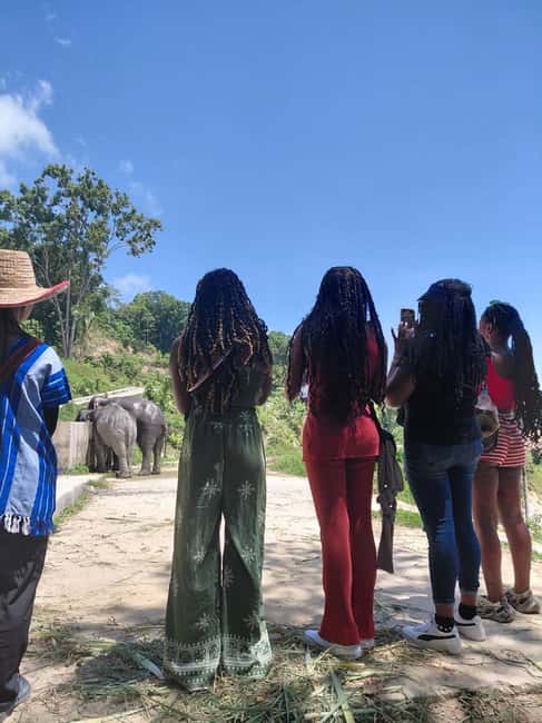 Phuket: Eco Guided Tour at Elephant Sanctuary - Key points to know before you book