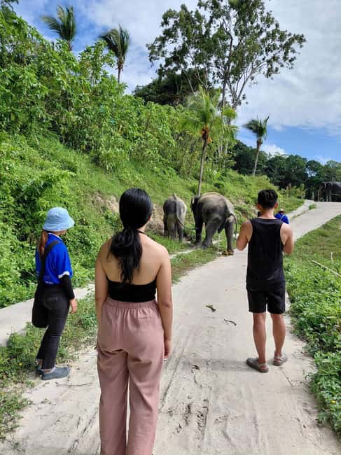 Phuket: Eco Guided Tour at Elephant Sanctuary - A short visit with a clear purpose
