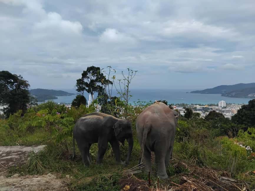 Phuket: Eco Guided Tour at Elephant Sanctuary - Why the no-bathing rule matters
