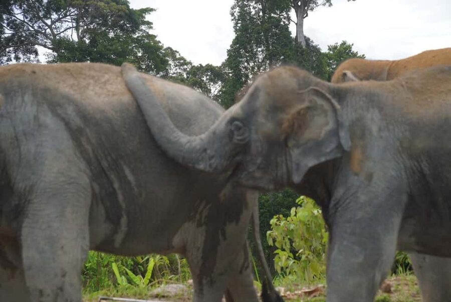 Phuket: Eco Guided Tour at Elephant Sanctuary - Making herbal vitamin balls by hand