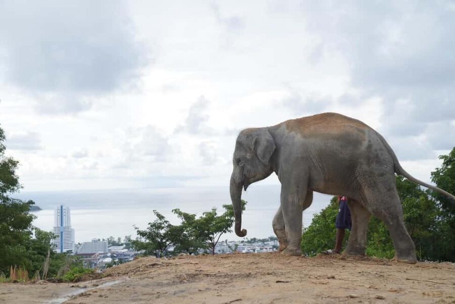 Phuket: Eco Guided Tour at Elephant Sanctuary - Feeding elephants in a natural setting
