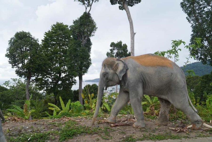 Phuket: Eco Guided Tour at Elephant Sanctuary - The guide and the feel of the visit