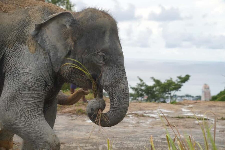 Phuket: Eco Guided Tour at Elephant Sanctuary - Who should book this elephant experience