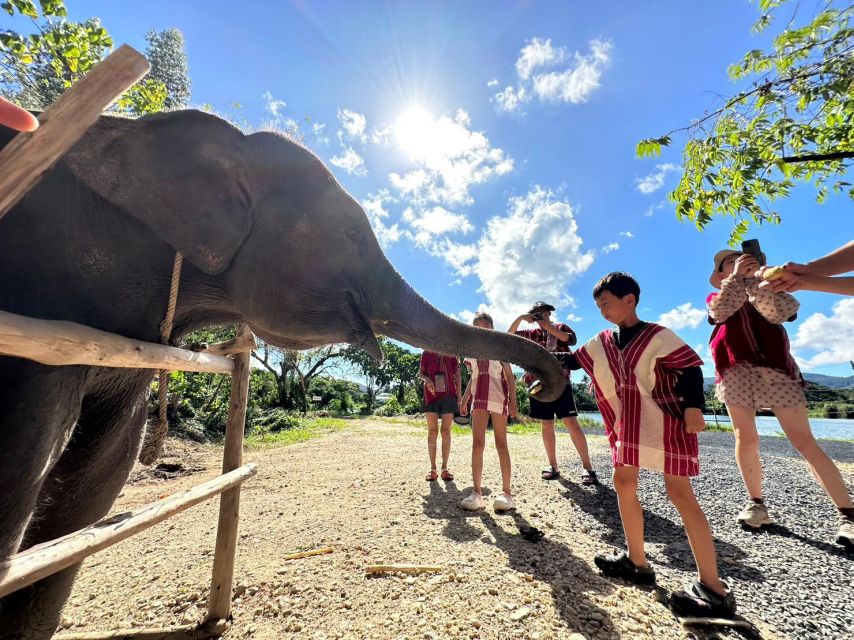 Phuket: Elephant Experience with Lunch or Dinner and Pickup - Key points to know before booking