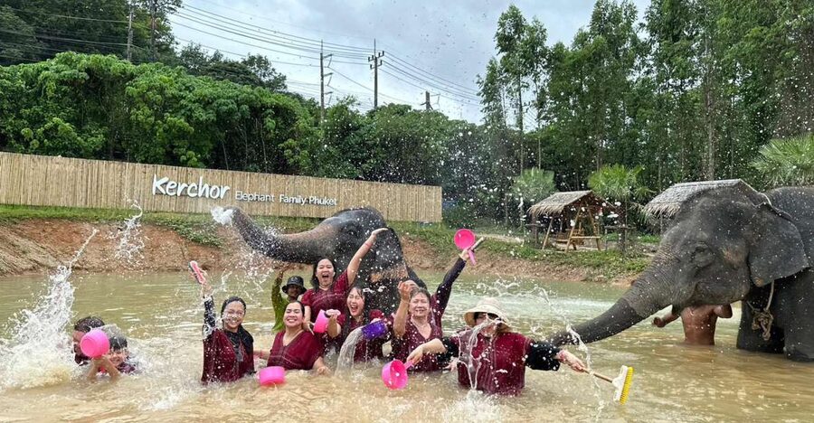 Phuket: Elephant Experience with Lunch or Dinner and Pickup - What the $67 experience actually gives you