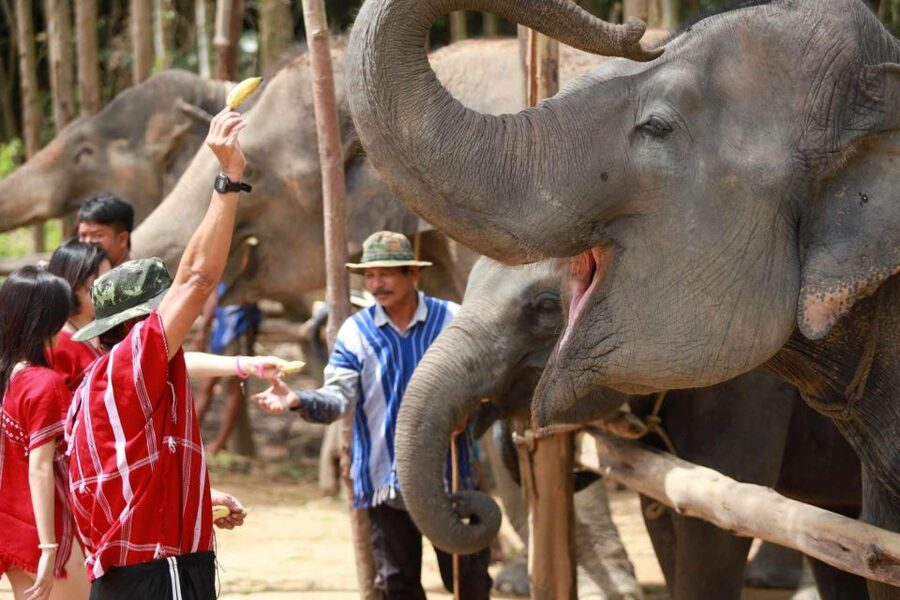 Phuket: Elephant Experience with Lunch or Dinner and Pickup - Coffee, cookies, and a change into mahout clothing