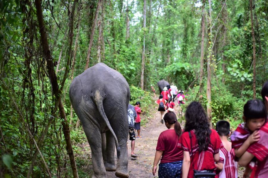Phuket: Elephant Experience with Lunch or Dinner and Pickup - Herbal tea and a look at local plant use