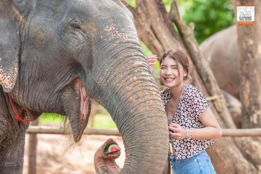 Phuket: Elephant Jungle Sanctuary Ethical Feeding Experience - What happens during the one-hour visit