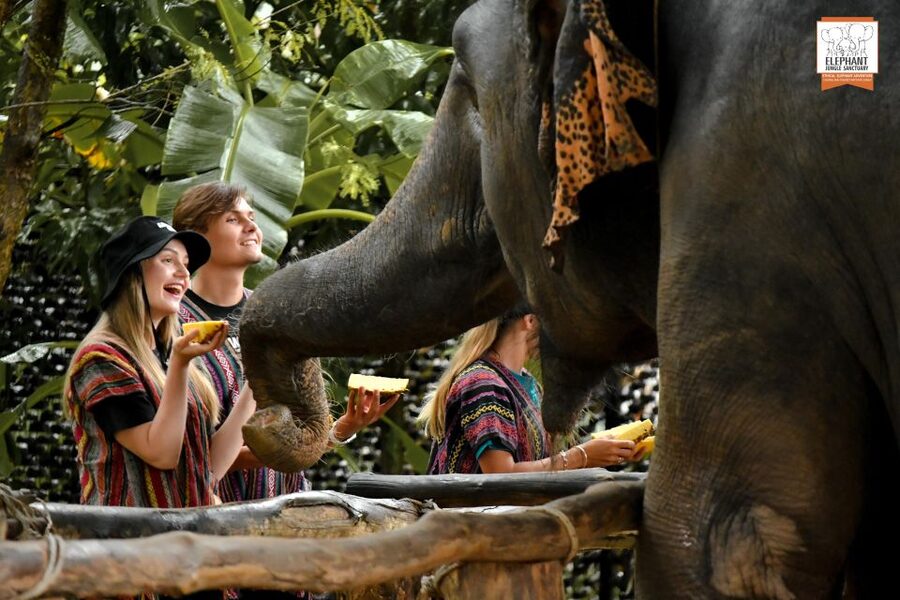 Phuket: Elephant Jungle Sanctuary Ethical Feeding Experience - The guides shape the experience