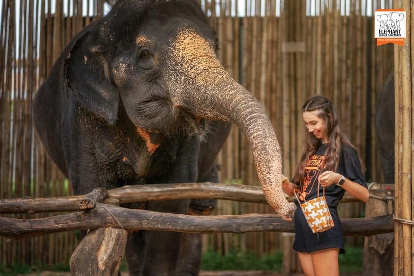Phuket: Elephant Jungle Sanctuary Ethical Feeding Experience - Feeding time is the strongest part