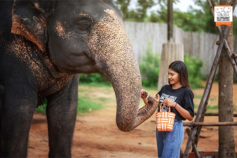 Phuket: Elephant Jungle Sanctuary Ethical Feeding Experience - What the $28 price really buys you