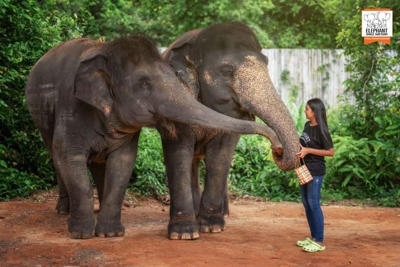 Phuket: Elephant Jungle Sanctuary Ethical Feeding Experience - Who should book this experience