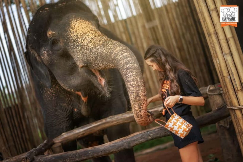 Phuket: Elephant Jungle Sanctuary Ethical Feeding Experience - Should you book the Phuket Feed Me program?