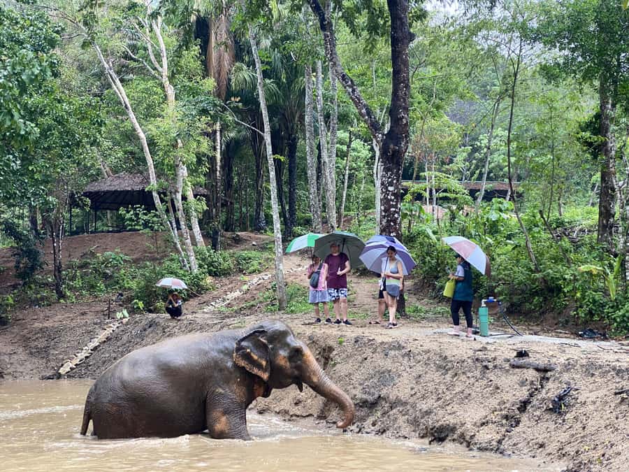 Phuket: Elephant Nature Reserve Entry Ticket and Guided Tour - Key points to know before you go