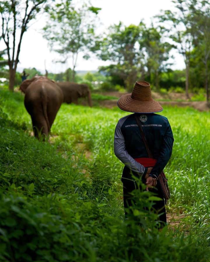 Phuket: Elephant Nature Reserve Entry Ticket and Guided Tour - What to bring and who should skip it