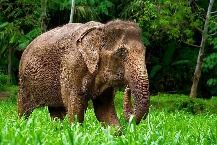 Phuket: Elephant Nature Reserve Entry Ticket and Guided Tour - Why this elephant visit feels different