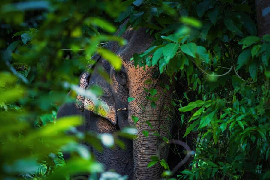 Phuket: Elephant Nature Reserve Entry Ticket and Guided Tour - Watching elephants choose their own space