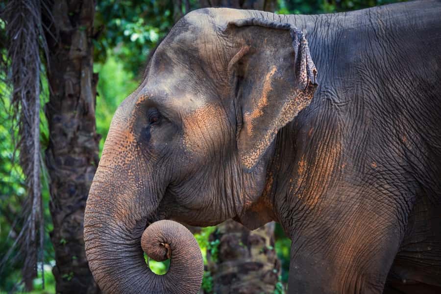 Phuket: Elephant Nature Reserve Entry Ticket and Guided Tour - The value of a no-touch encounter