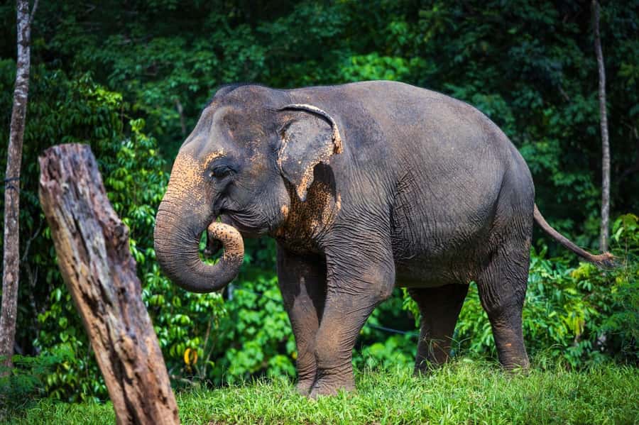 Phuket: Elephant Nature Reserve Entry Ticket and Guided Tour - What the guide adds to the 90 minutes