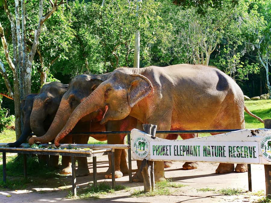 Phuket: Elephant Nature Reserve Entry Ticket and Guided Tour - Why 1.5 hours is enough