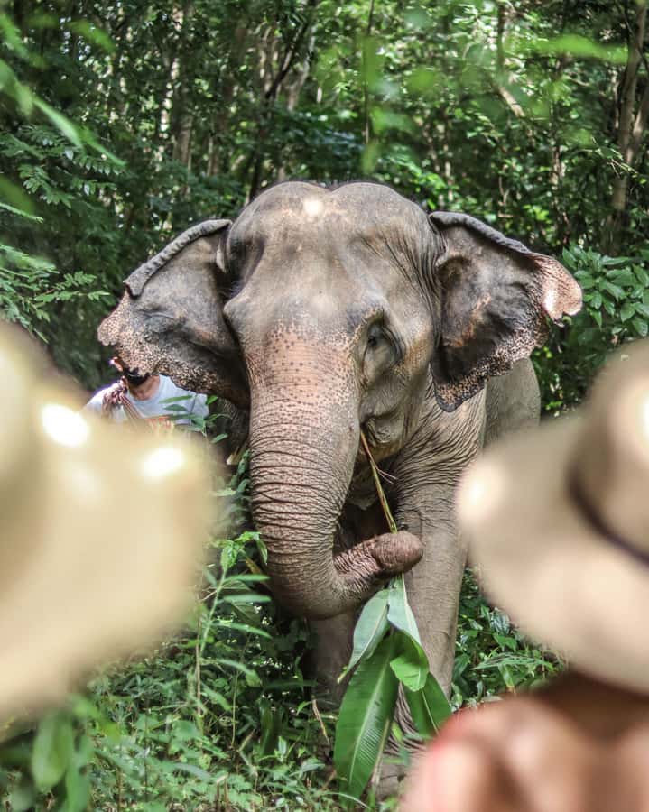 Phuket: Elephant Nature Reserve Entry Ticket and Guided Tour - Price, practical value, and planning