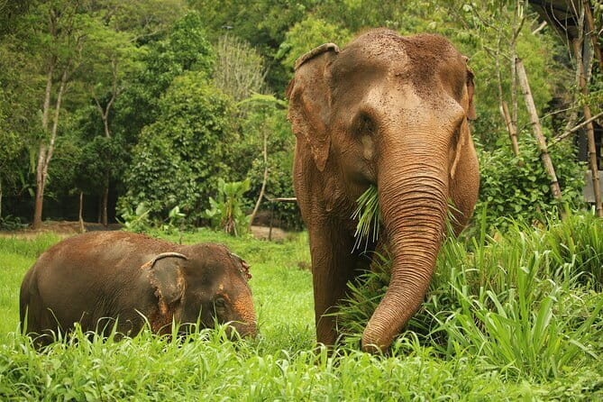 Phuket Elephant Nature Reserve Ethical Sanctuary - Key points to know before booking