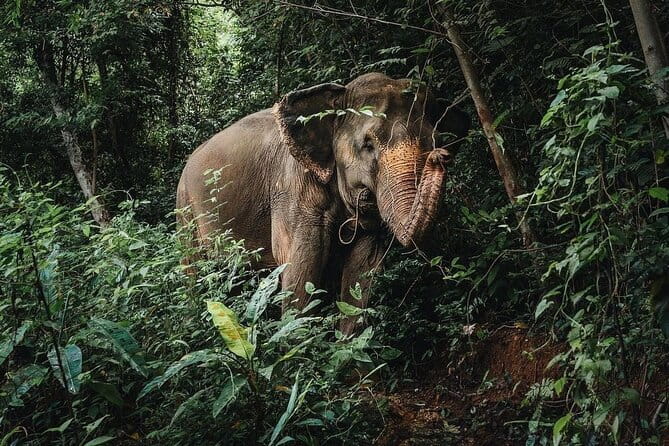 Phuket Elephant Nature Reserve Ethical Sanctuary - What happens during the roughly three-and-a-half-hour visit