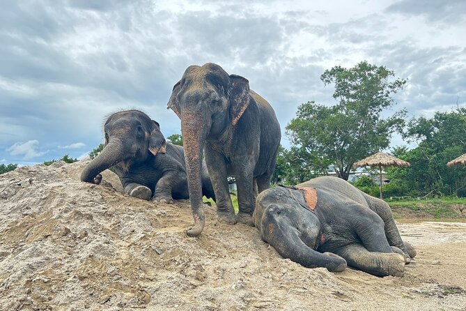 Phuket: Elephant Nature Walk - Guided Tour with Transport - Key points to know before you go