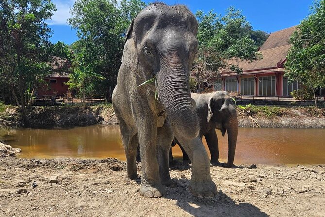Phuket: Elephant Nature Walk - Guided Tour with Transport - Feeding time brings you close