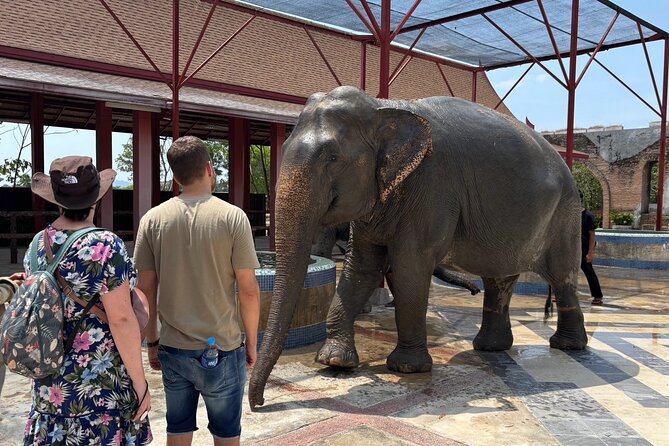 Phuket: Elephant Nature Walk - Guided Tour with Transport - The mud spa is a real animal behavior