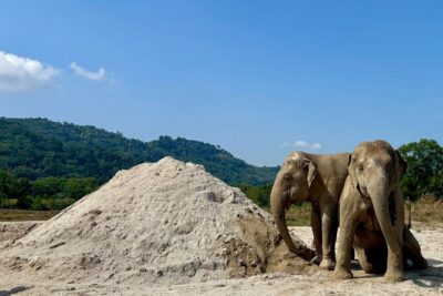 Elephant Nature Walk – Guided Tour with Transport