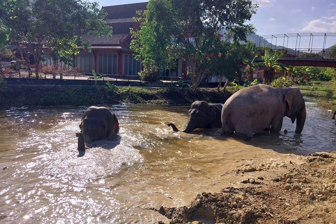 Phuket: Elephant Nature Walk - Guided Tour with Transport - Transport, timing, and what to wear