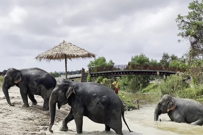 Phuket: Elephant Nature Walk - Guided Tour with Transport - How this visit compares with a standard elephant attraction
