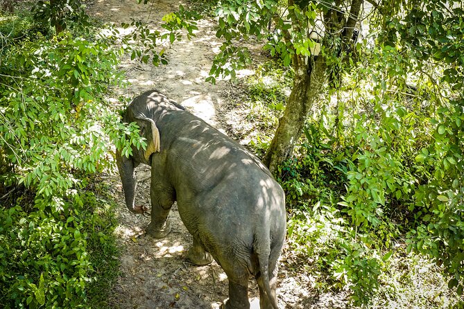 Phuket Elephant Sanctuary Canopy Walkway Tour - Quick points about the canopy walkway visit