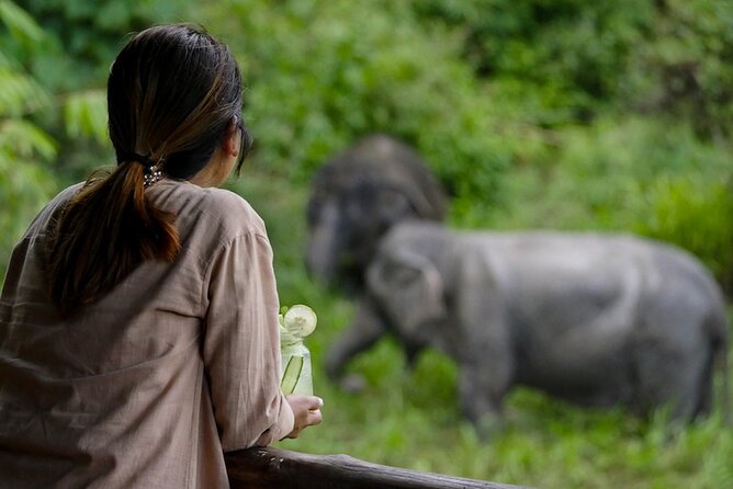 Phuket Elephant Sanctuary Canopy Walkway Tour - What this sanctuary visit is really about