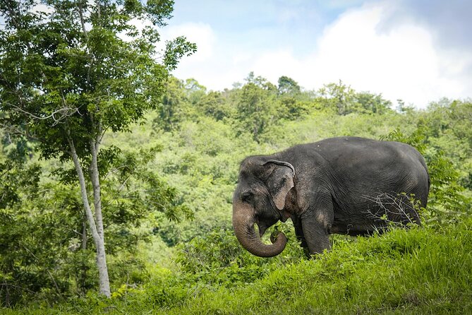 Phuket Elephant Sanctuary Canopy Walkway Tour - Feeding the elephants, with limited contact