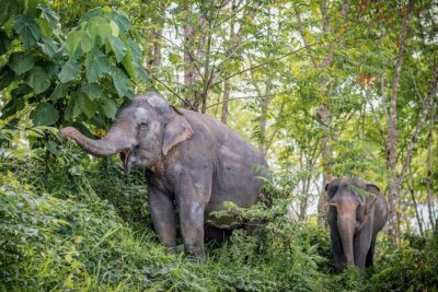 Phuket Elephant Sanctuary Canopy Walkway Tour