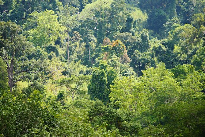 Phuket Elephant Sanctuary Canopy Walkway Tour - How the 90-minute schedule works