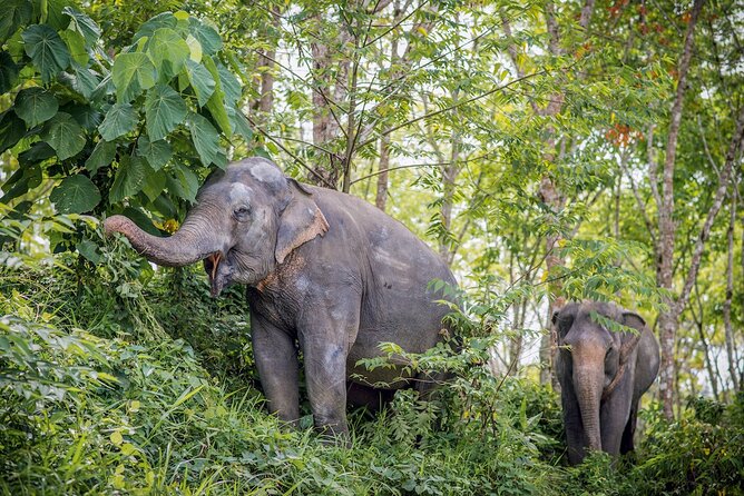 Phuket Elephant Sanctuary Canopy Walkway Tour - Arrival, snacks, and the short film