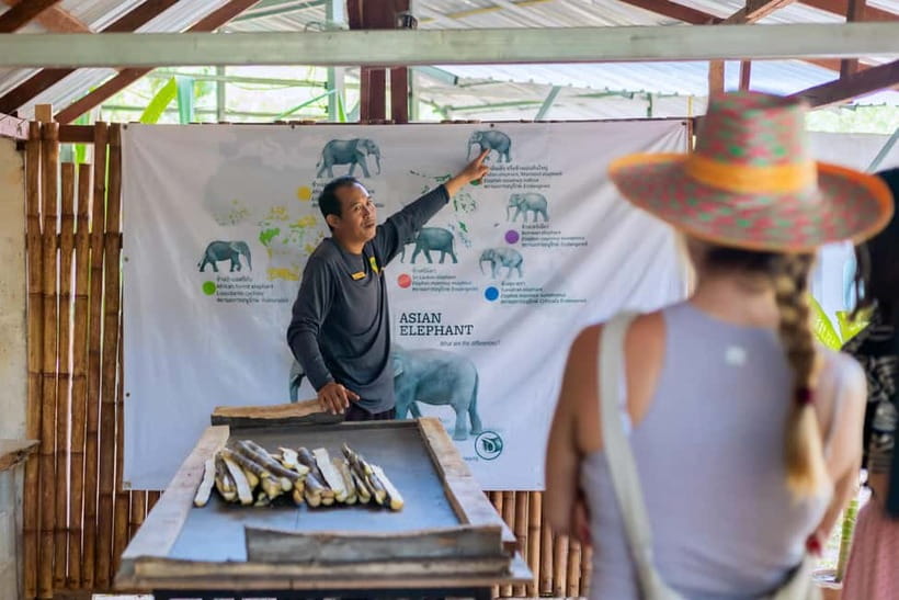 Phuket: Elephant Sanctuary Feed and Bathe Gentle Giants - Key points at a glance