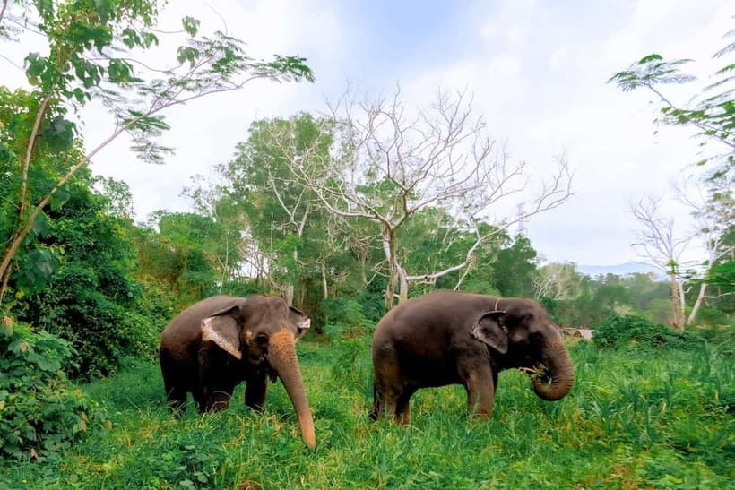 Phuket: Elephant Sanctuary Feed and Bathe Gentle Giants - Meeting rescued elephants in Phuket