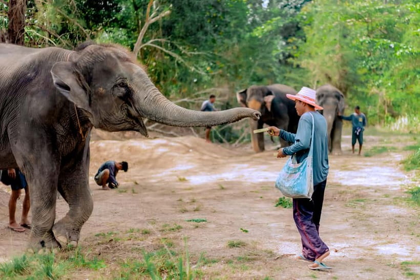Phuket: Elephant Sanctuary Feed and Bathe Gentle Giants - Watching the elephants at the nearby river